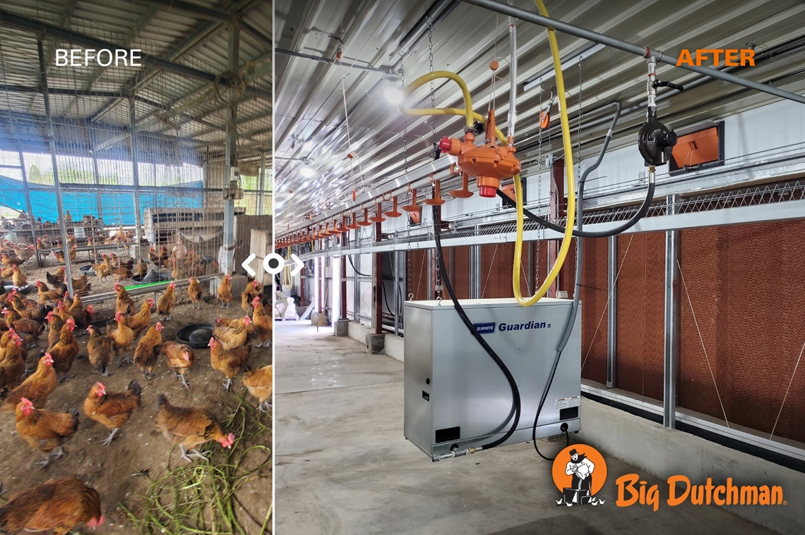 Automated feeding and drinking system for a healthier flock 