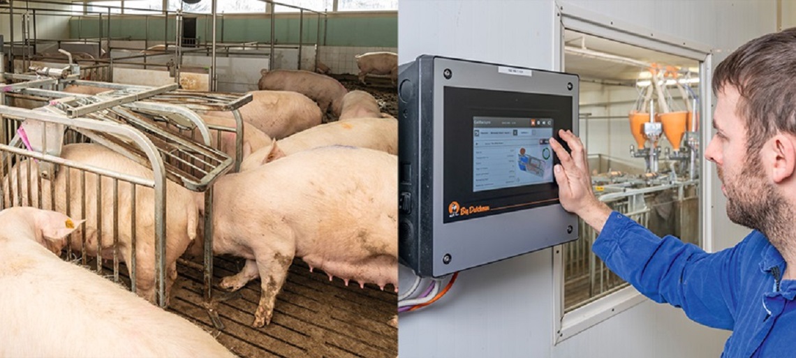 CallbackPro free access stalls in a loose sow housing system, featuring automated feeding managed by the Big Dutchman 510 Pro controller for efficient and humane sow management
