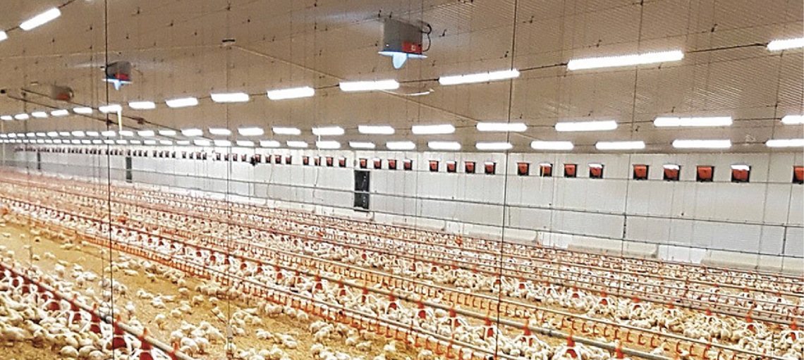 LED Lighting cuts energy use by up to 60 percent, with studies showing increased early chick growth and reduced mortality².