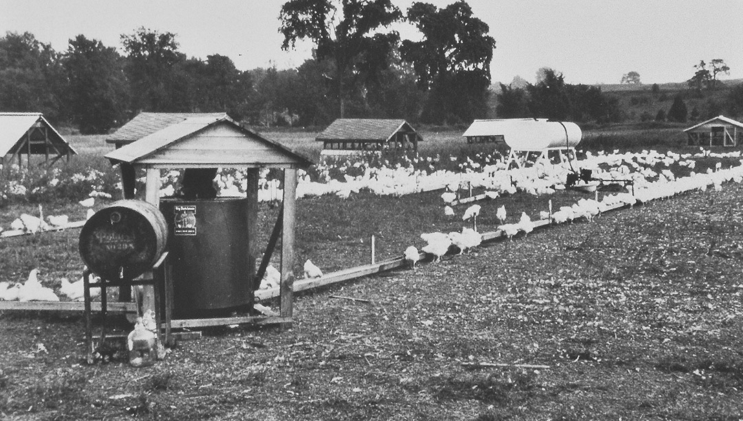 1938: Origins of Big Dutchman